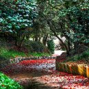 장흥 관광안내소 | [전남/봄축제]2026년 4월 광양 천년 동백축제 총정리｜프로그램·주차·초청가수·광양 맛집까지