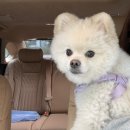 우주개스타 이미지