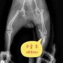 나만 애 동물병원 이미지