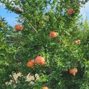 한아름 건강식품 이미지