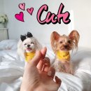 포포(For paw) 이미지