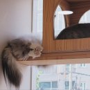 고양이의 봄, 묘랑묘랑 이미지