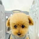 다온멍스쿨 이미지