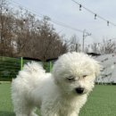 라비쉬독 이미지