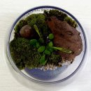 미니정원(테라리움) 티스토리