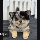 멍그라미 네이버블로그