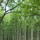 [정기 산행사진] 인제 원대리 자작나무 숲길_2021.08.14(토) 이미지