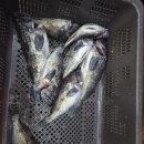 BK 컴퍼니 | 군산 비응항 뉴블루스타호 우럭 선상 캐스팅, 라이트지깅낚시 조행기(26.04.10)