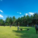 강아지 숲 이미지