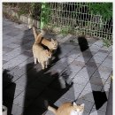 세븐일레븐 아산염치송곡점 이미지