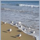 부산갈매기 이미지