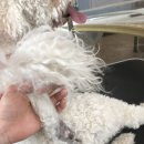 마이펫 애견 미용 이미지