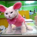 애니펫살롱 이미지