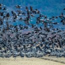 순천만둥지 이미지