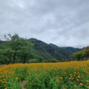 메밀꽃 화장실 이미지