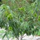 대명농장 이미지