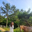 남해베네치아리조트 이미지