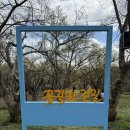 백사중학교 | 이천 산수유축제 실시간 개화 만개 주차 사진 명당 5곳 4월 방문 후기