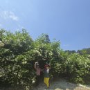 호명산 농장 이미지