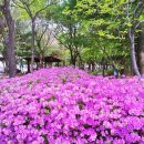 시청앞 가로수길 이미지