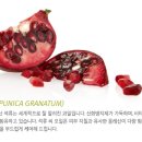 아리아스헤어 이미지