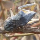 때까치의 간식 이미지