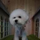 비숑이즈 이미지