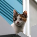 검은고양이 이미지