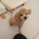 힐스 펫살롱 이미지