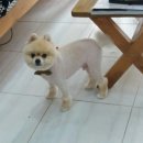 다사랑 애견 이미지