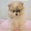 김해해피몽