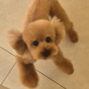 트리트멍트 이미지