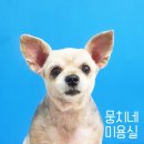 뭉치네 미용실 이미지