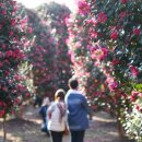 위미동백군락 이미지