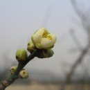 섬진강매화로 이미지