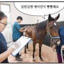 제주대학교 말전문동물병원 네이버블로그