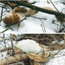 사체농장 이미지