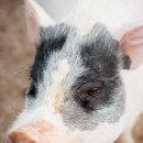 돼지꿈파는집 이미지