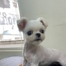 보보스퍼피 이미지