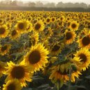 해바라기태양광 이미지