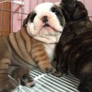 토실 토실 이미지