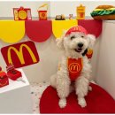 일산애견호텔 강아지 유치원 미용 맘바이 일산점 이미지