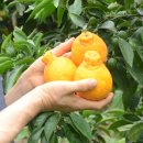 효돈동-1 | [공지] 한라봉 [GAP 인증] 제주 서귀포 효돈의 진심을 담은, VIP 한라봉농장 (감귤노리터)