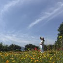 자라섬남도입구(목조) | 자라섬남도꽃정원 가평당일치기 여행코스 애견동반 나들이