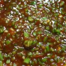 불타는쭈꾸미 이미지