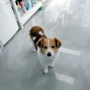 모모펫그루머 이미지