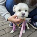 댕댕묭실 이미지