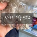 세림동물병원 | 강아지 발톱 꺽임 피나서 동물병원 다녀온 후기
