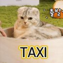 동물택시 이미지