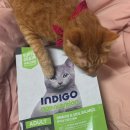 안녕,고양이 | 까다로운 고양이 입맛도 OK!인디고 에이지뉴트리션 어덜트’ 고양이 사료 리얼 후기 🐱